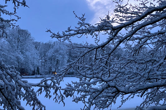 Verschneite Baumäste im Vordergrund rahmen einen stillen, schneebedeckten Parksee; dahinter ein winterlicher Wald im blauen Morgenlicht, ruhig und unbewegt