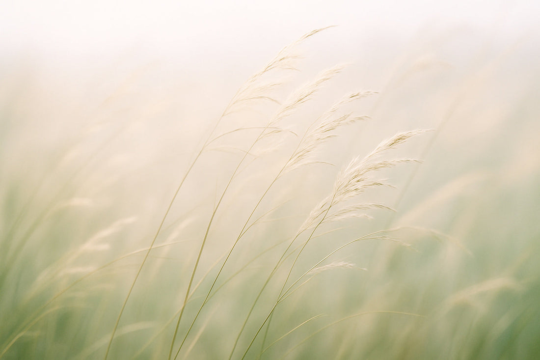 Ein heller Naturmoment im frühen Morgenlicht. Sanfter Wind bewegt schlanke Gräser, die sich leicht im goldenen Licht wiegen. Weiche, warme Farben und sanfte Unschärfe erzeugen eine ruhige, fließende Atmosphäre im Stil von Ombra Celeste