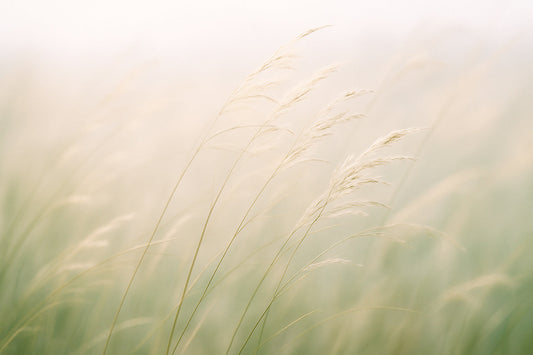 Ein heller Naturmoment im frühen Morgenlicht. Sanfter Wind bewegt schlanke Gräser, die sich leicht im goldenen Licht wiegen. Weiche, warme Farben und sanfte Unschärfe erzeugen eine ruhige, fließende Atmosphäre im Stil von Ombra Celeste