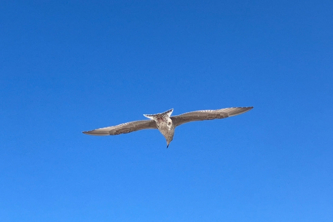 Ein einzelner Vogel im klaren blauen Himmel, minimalistisch und ruhig. Weite, Licht und stille Bewegung über der Landschaft