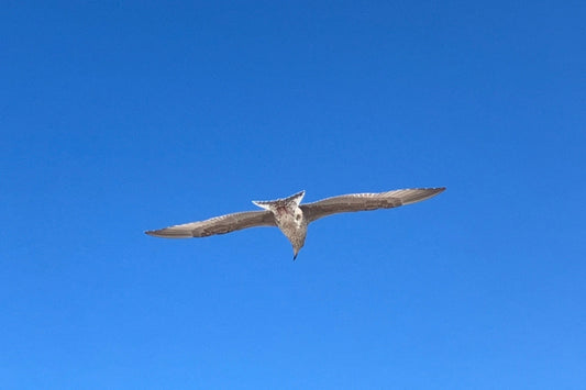 Ein einzelner Vogel im klaren blauen Himmel, minimalistisch und ruhig. Weite, Licht und stille Bewegung über der Landschaft